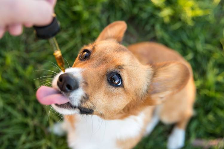 A Delicious Treat For Your Dog With CBD Oil
